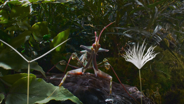 Dandelion’s Odyssey